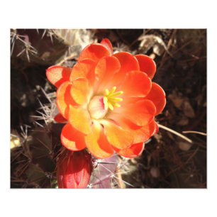 Oranje Egel Cactus Fotofoto's Foto Afdruk