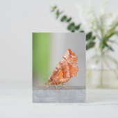 Oranje en bruine Moth. Briefkaart (Staand voorkant)