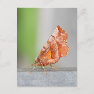 Oranje en bruine Moth. Briefkaart