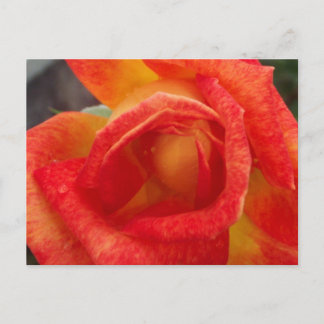 Oranje en Geel Briefkaart