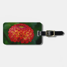 Oranje en Geel Dahlia