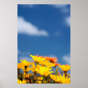 Oranje en geel Namaqualand Daisies Poster