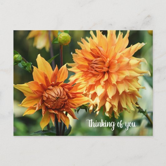 Oranje en gele Dahlia Flowers in Wisley Gardens Briefkaart (Voorkant)