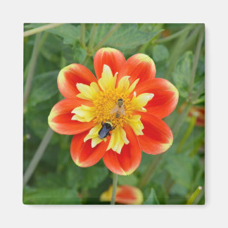 Oranje en gele dahlia magnet magneet