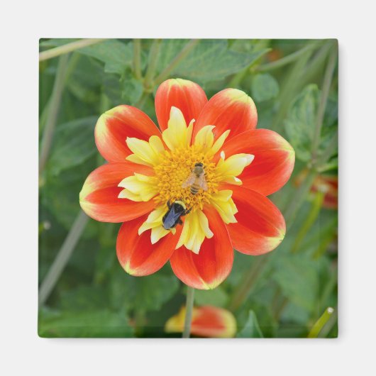 Oranje en gele dahlia magnet magneet (Voorkant)