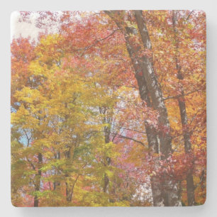 Oranje en gele Herfst Trees herfst Fotografie Stenen Onderzetter