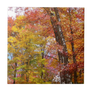 Oranje en Gele Herfstbomen Herfst Fotografie Tegeltje
