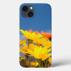 Oranje en gele Namaqualand madeliefjes iPhone 13 Hoesje