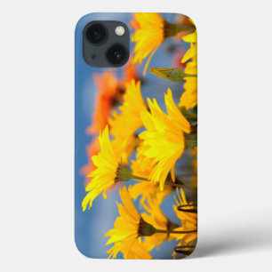 Oranje En Gele Namaqualand Madeliefjes iPhone 13 Hoesje