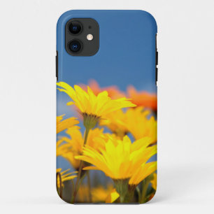 Oranje en gele Namaqualand madeliefjes iPhone 11 Hoesje