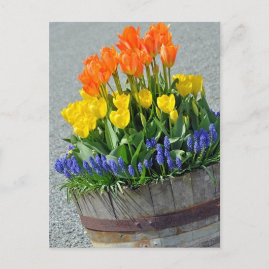 Oranje en gele tulpen afdrukbriefkaart briefkaart (Voorkant)