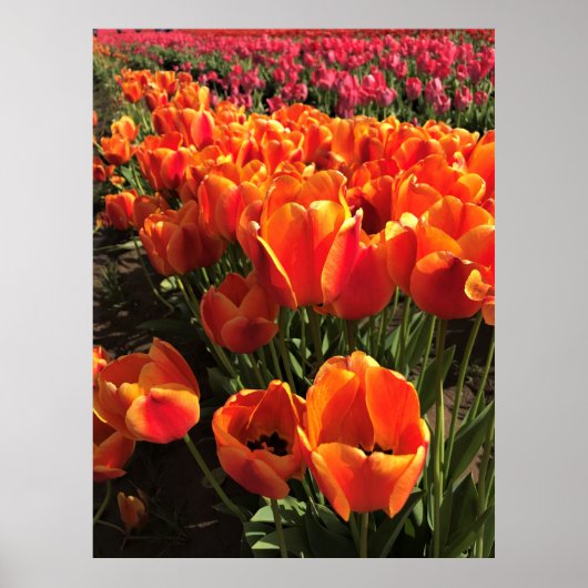 Oranje en rode tulpen poster (Voorkant)