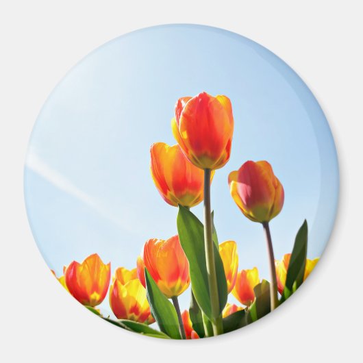 Oranje en rode tulpen van onderaan magneet (Voorkant)