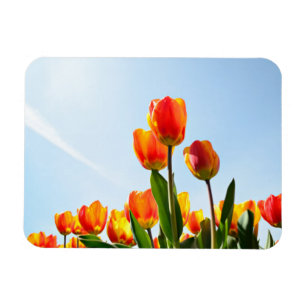 Oranje en rode tulpen van onderaan magneet