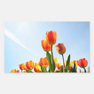Oranje en rode tulpen van onderaan rechthoekige sticker