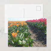 Oranje en rood Tulps Field DIY Briefkaart (Voorkant / Achterkant)