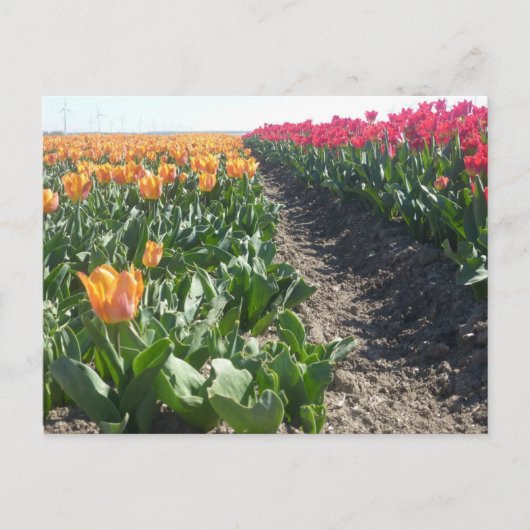 Oranje en rood Tulps Field DIY Briefkaart (Voorkant)