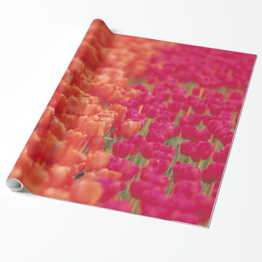 Oranje en roze tulpen cadeaupapier (Uitgerold)