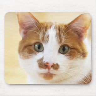 oranje en witte kat die naar camera kijkt muismat