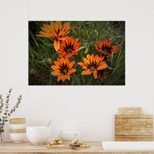 Oranje en Zwarte Gazanias Poster