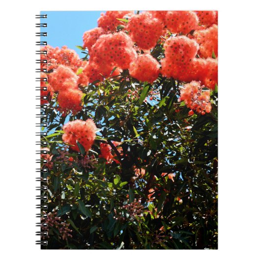 Oranje eucalyptusbloemboom, notitieboek (Voorkant)