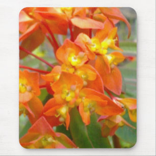 Oranje Euphorbia Mousepad Muismat