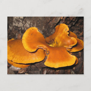 Oranje Fungus Briefkaart