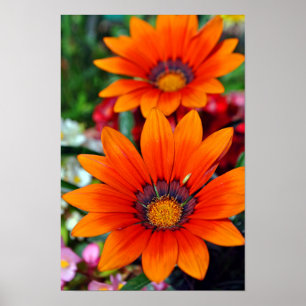 Oranje-Gazania African Daisies Summer Flower Poster