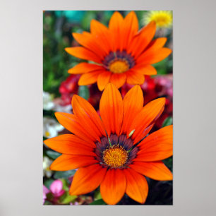 Oranje-Gazania African Daisies Summer Flower Poster