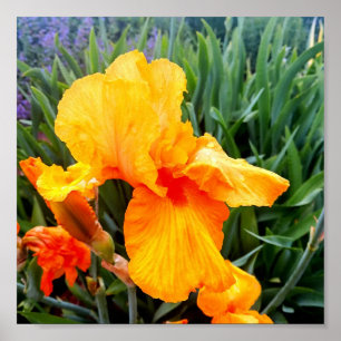 Oranje gebaarde iris poster