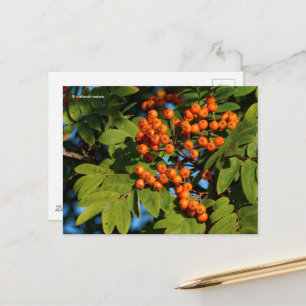 Oranje gebergte Ash Rowan Berries Briefkaart