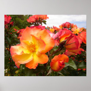 Oranje Geel Rode Rozen Bloemen Poster