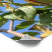 Oranje geigerboom poster (Hoek)