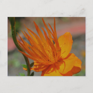 Oranje Gele Bloem Fotografie Briefkaart