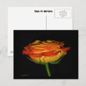 Oranje/gele roos briefkaart (Voorkant / Achterkant)