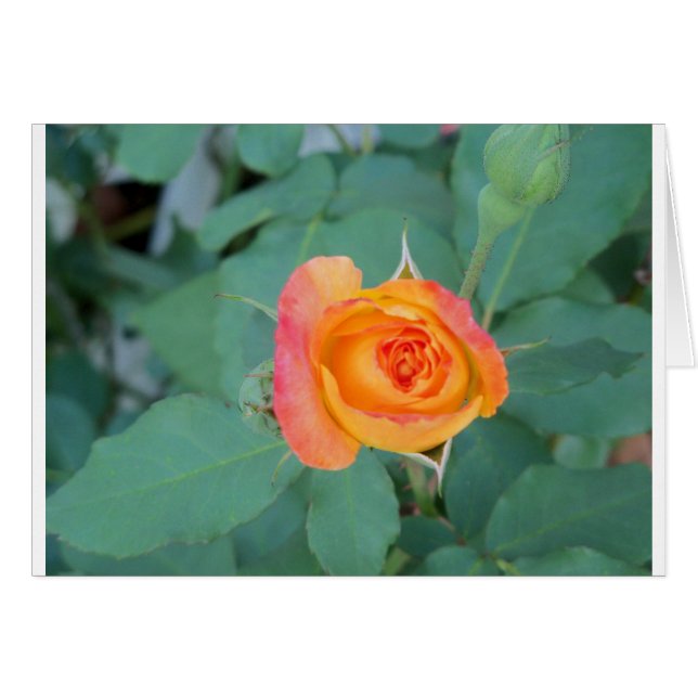 oranje gele rozenbloem (Voorkant Horizontaal)