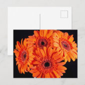 Oranje Gerber Daisies Aankondigingskaart (Voorkant / Achterkant)