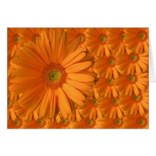 Oranje Gerber Daisy