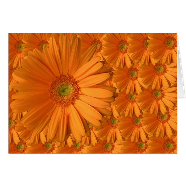 Oranje Gerber Daisy (Voorkant Horizontaal)