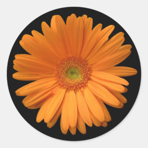 Oranje Gerber Daisy Ronde Sticker