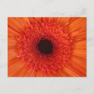 Oranje Gerbera Close Up DIY Briefkaart