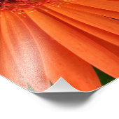 oranje gerbera daisy (2 van 3) foto afdruk (Hoek)