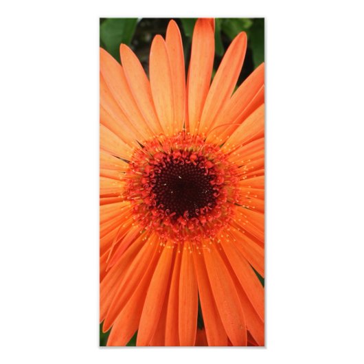 oranje gerbera daisy (2 van 3) foto afdruk (Voorkant)
