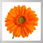 Oranje Gerbera Daisy-bloem op witte foto-Poster Poster (Voorkant)