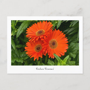 Oranje Gerbera Daisy Collectible Briefkaart