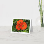 Oranje Gerbera Daisy Collectible Greeting Note Kaart (Voorkant)