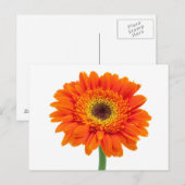 Oranje Gerbera Daisy Flower Briefkaart (Voorkant / Achterkant)