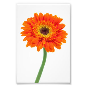 Oranje Gerbera Daisy Flower Foto Afdruk