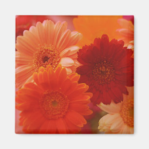 Oranje Gerbera Daisy Flowers koelkast Magneten
