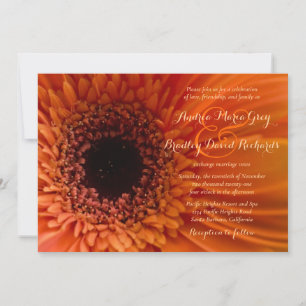 Oranje Gerbera Daisy Macro Wedding Uitnodiging